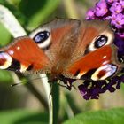 Mariposas