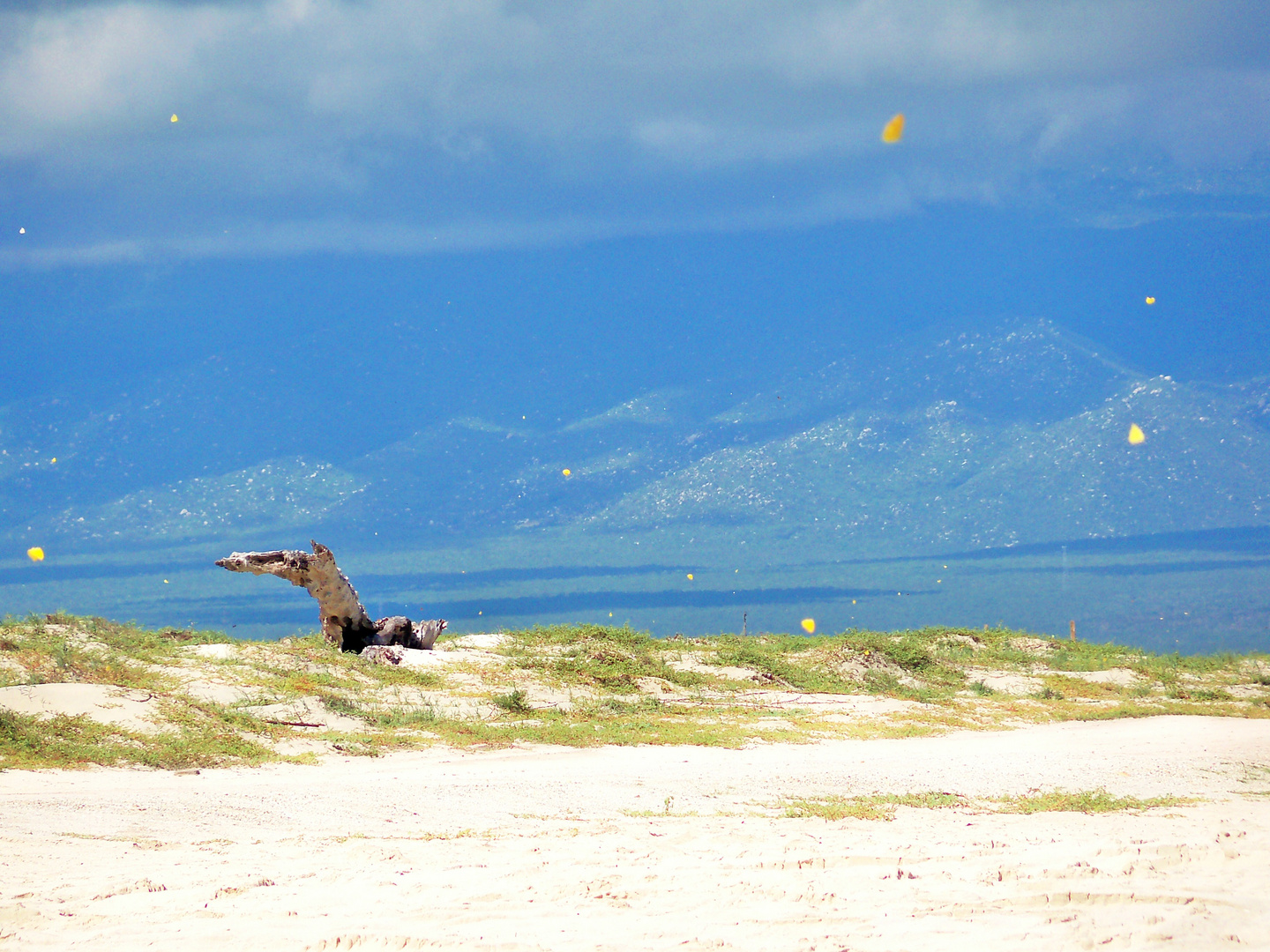 mariposas amarillas volando sobre la arena