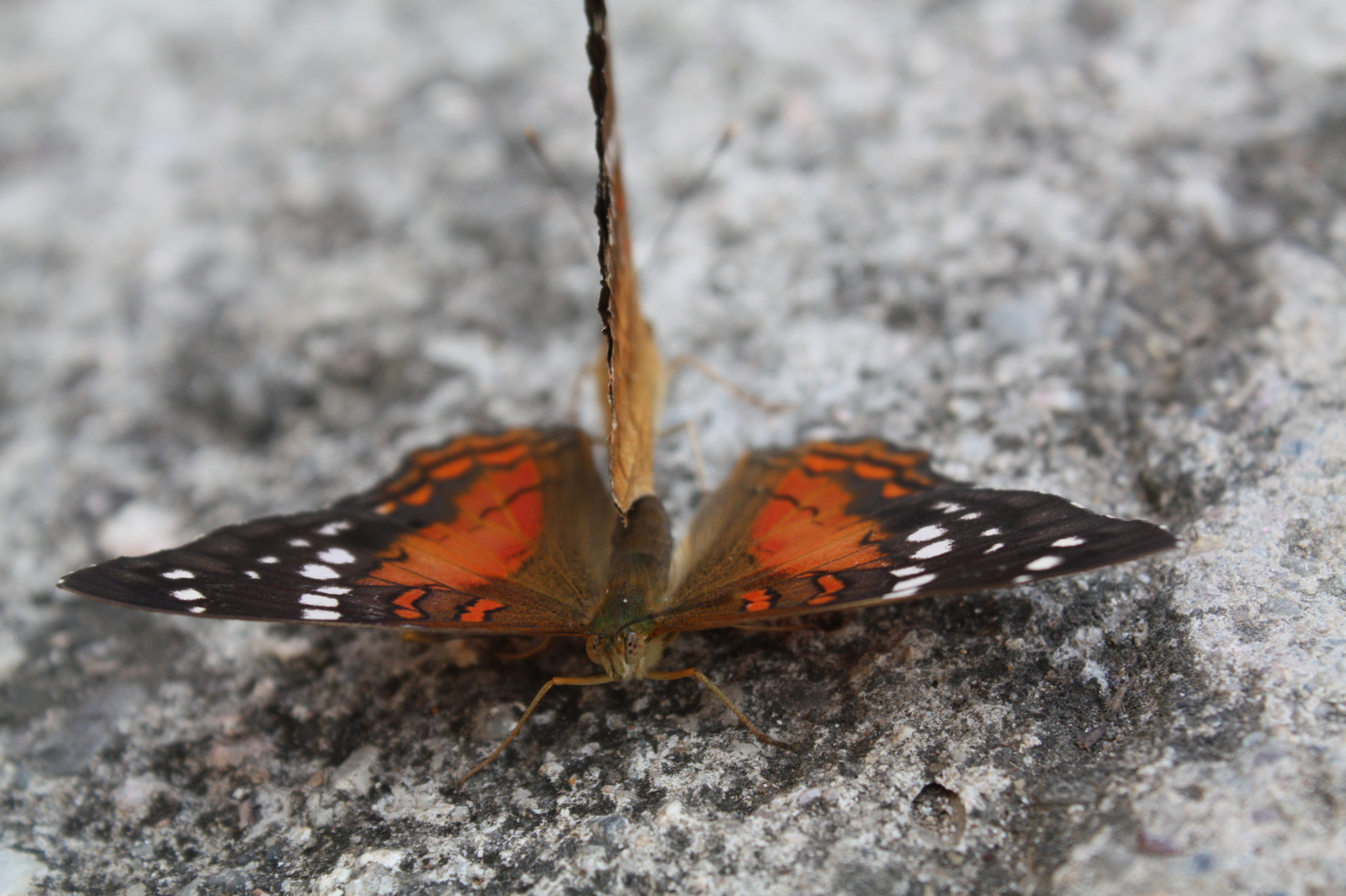 mariposas apareandose