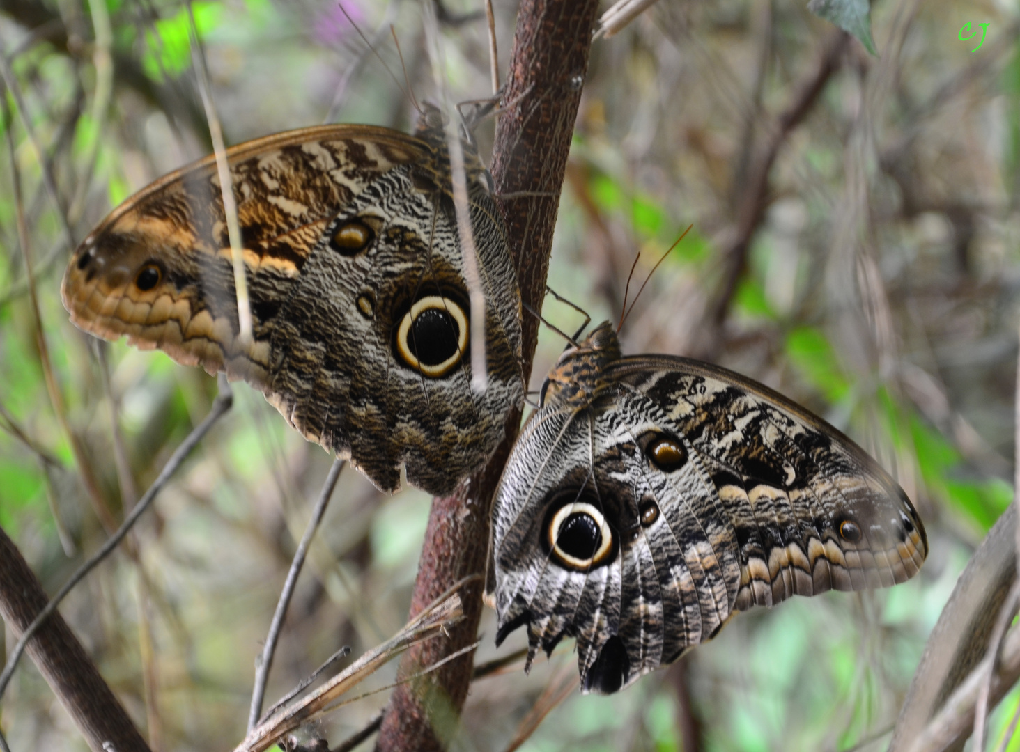 Mariposas búho