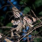 Mariposas cebra