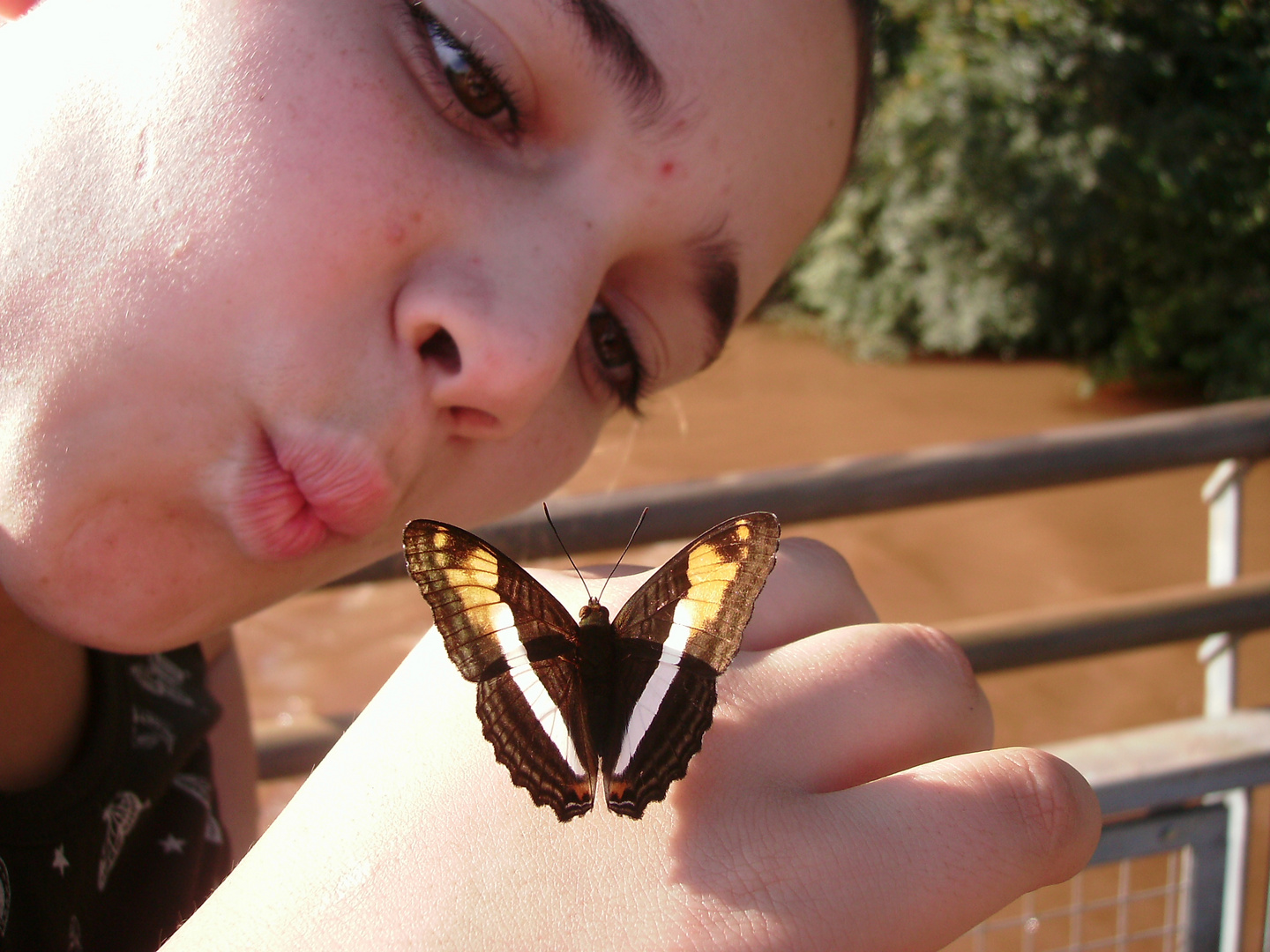 MARIPOSAS CONFIADAS