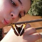 MARIPOSAS CONFIADAS