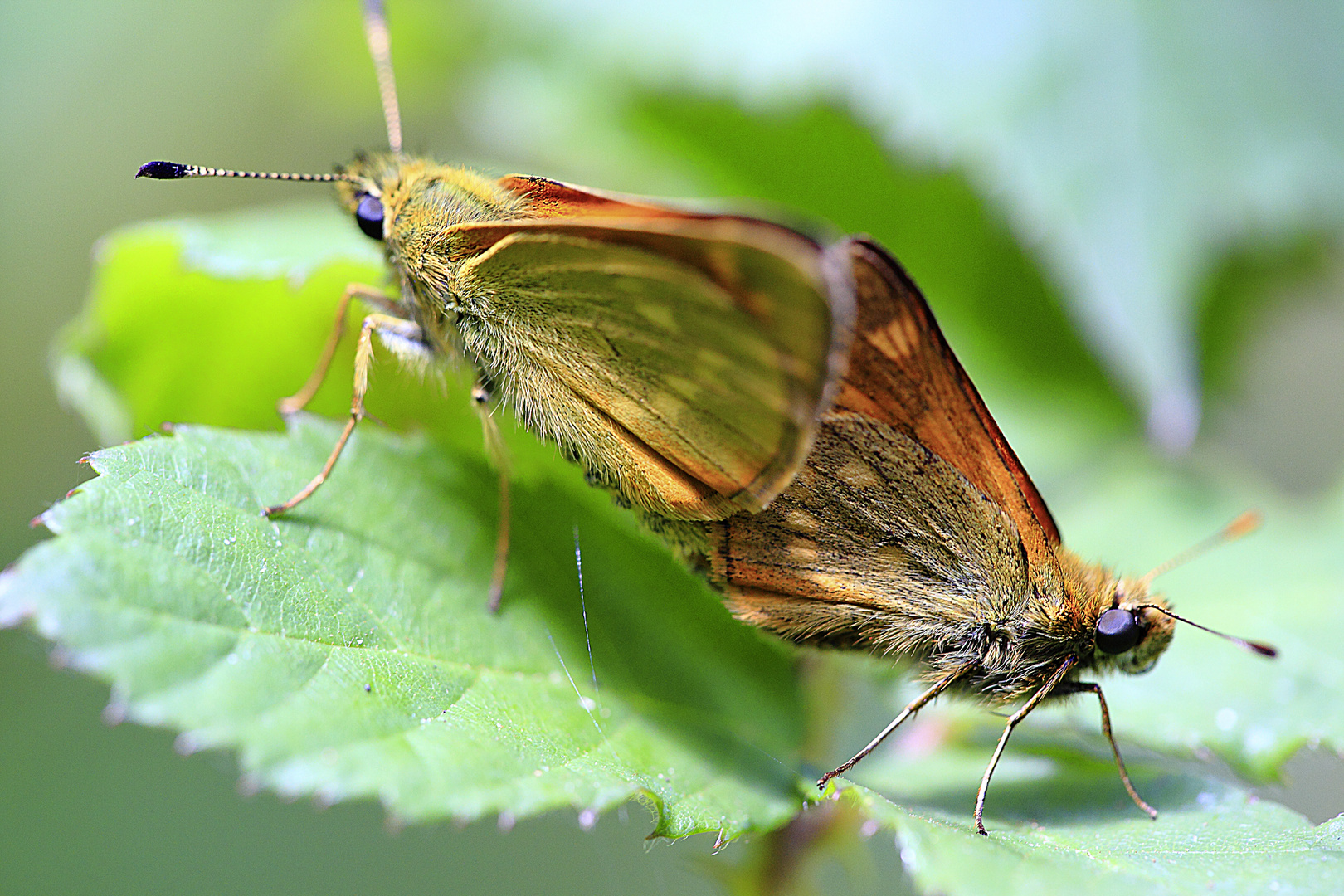 mariposas copulando