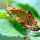 mariposas copulando