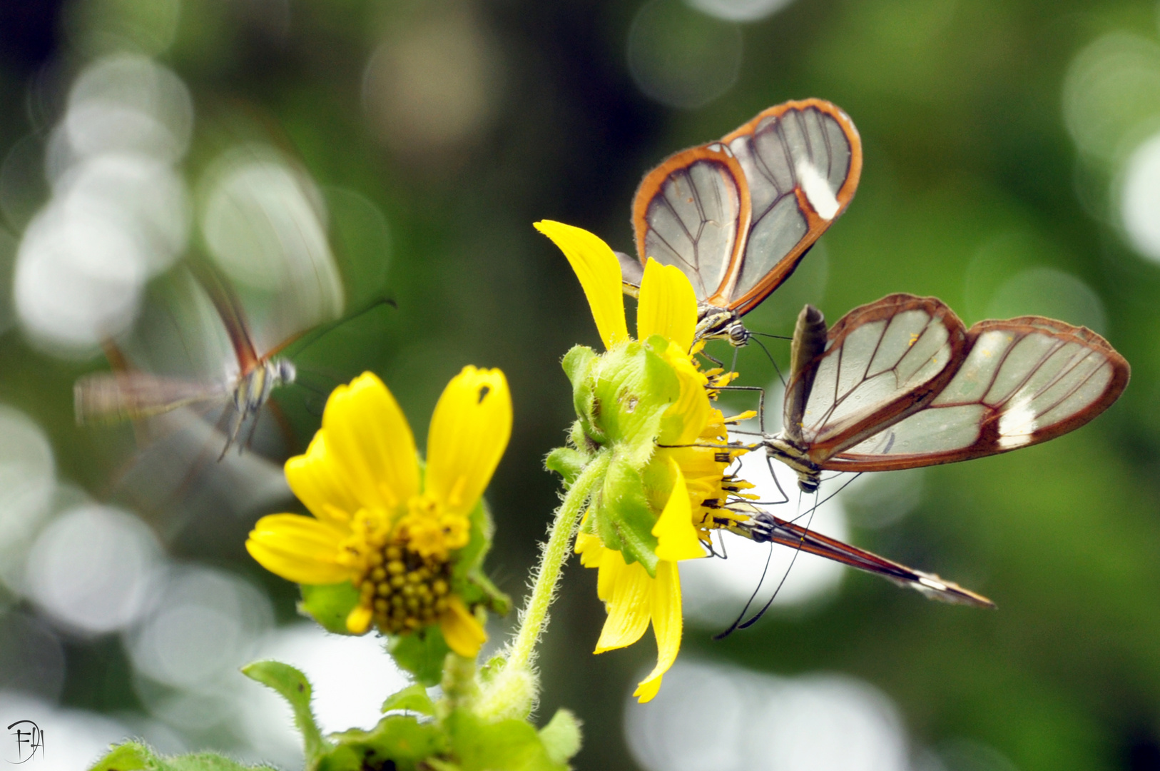 Mariposas Cristal