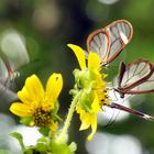 Mariposas Cristal