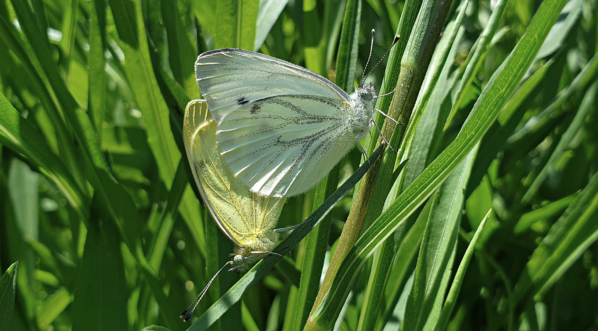 Mariposas de la col.