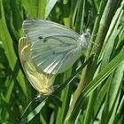 Mariposas de la col.