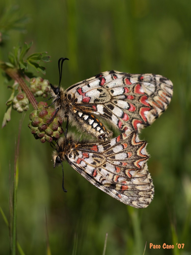 MARIPOSAS EN ACCIÓN