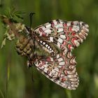 MARIPOSAS EN ACCIÓN