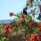 Mariposas En Buthan