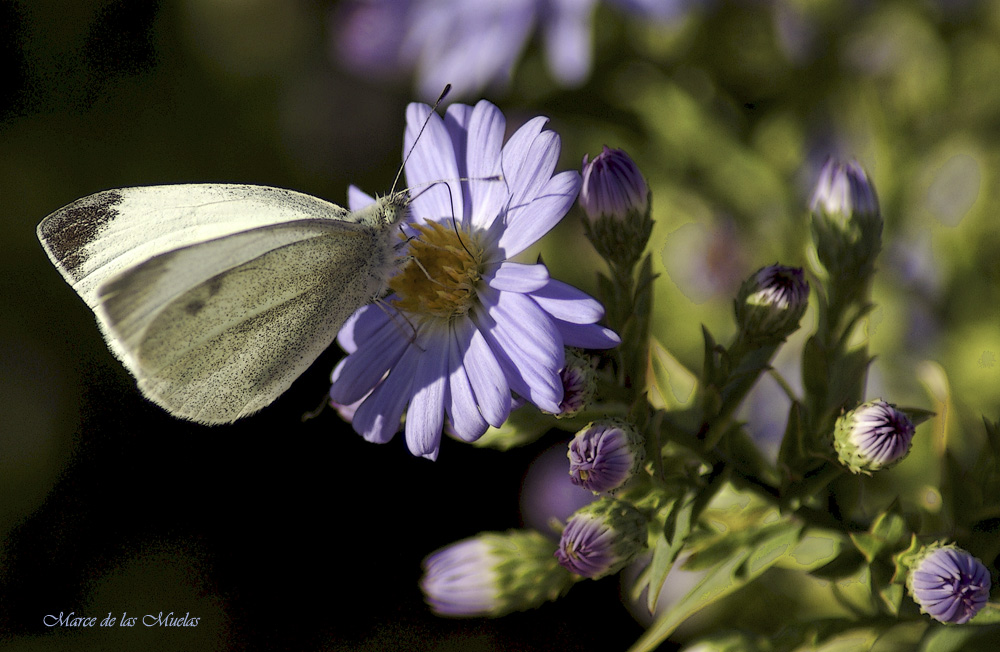 ...mariposas en el corazón...