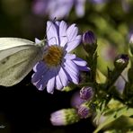 ...mariposas en el corazón...