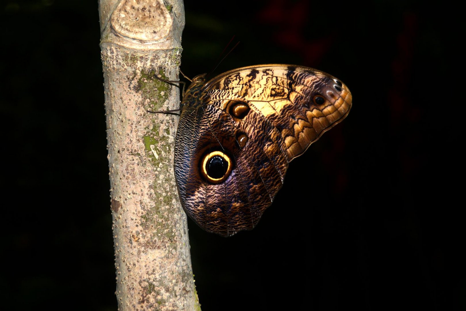 Mariposas en Libertad