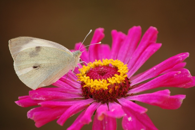 Mariposas en mi jardin.