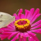 Mariposas en mi jardin.