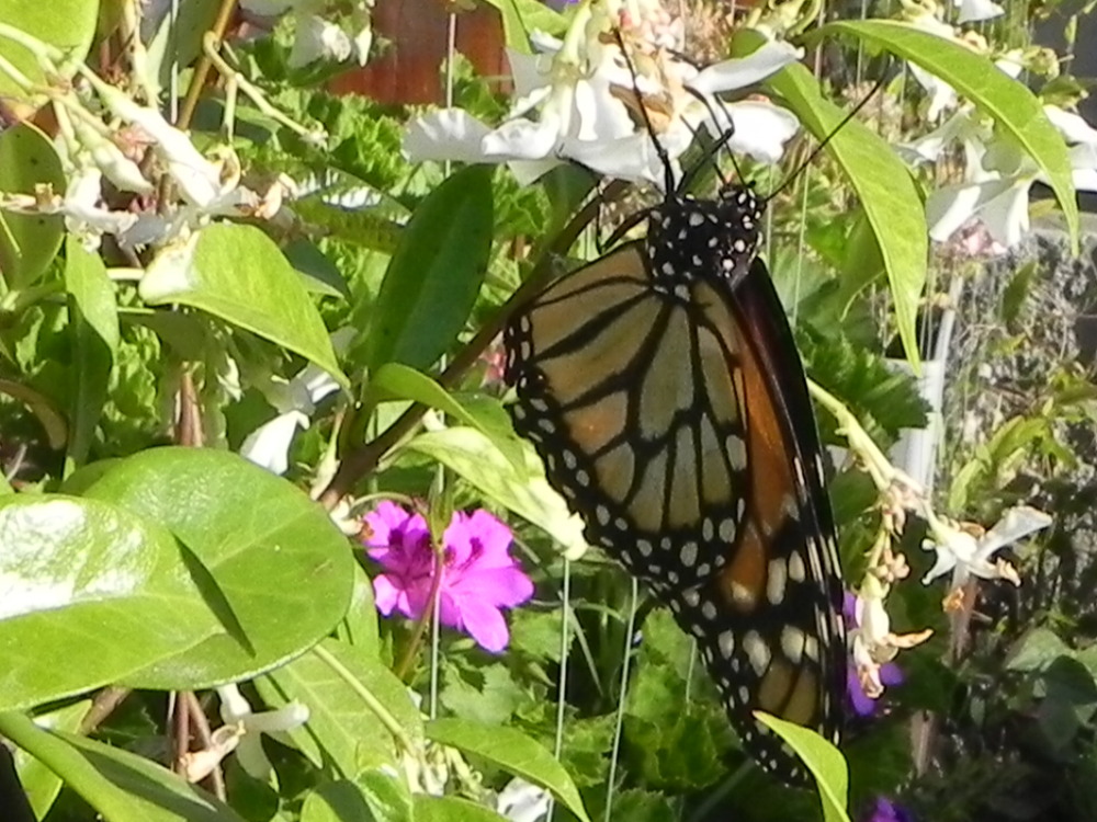 MARIPOSAS EN MIS FLORES