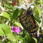 MARIPOSAS EN MIS FLORES