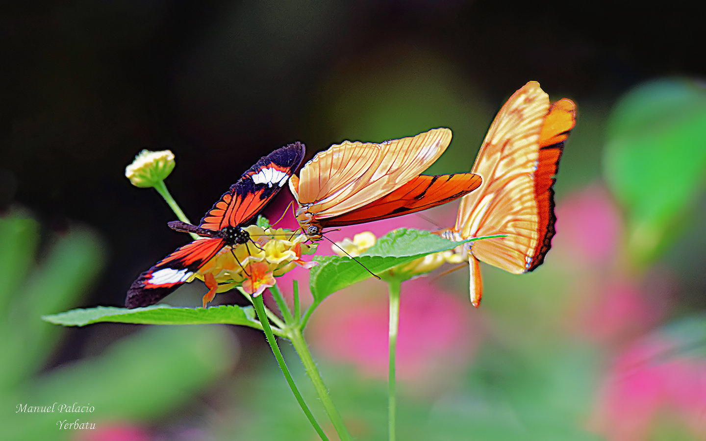 Mariposas fabla y alas largas - Fabla butterflies and long wings