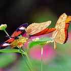 Mariposas fabla y alas largas - Fabla butterflies and long wings