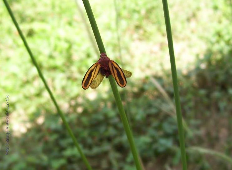 mariposas, insectos y otros 2