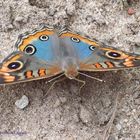 mariposas, insectos y otros 4