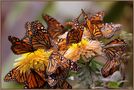 mariposas - little wings von uwe begoihn 