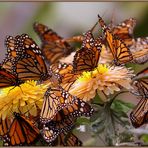 mariposas - little wings