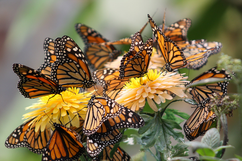 mariposas - little wings