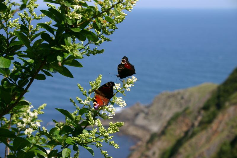Mariposas mirando al Mar Cantabrico