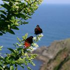 Mariposas mirando al Mar Cantabrico