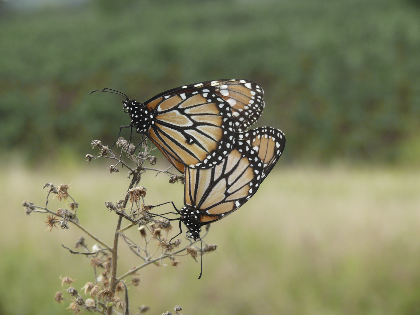 Mariposas Monarcas