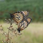 Mariposas Monarcas