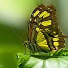 Mariposa(The Malachite (Siproeta stelenes)