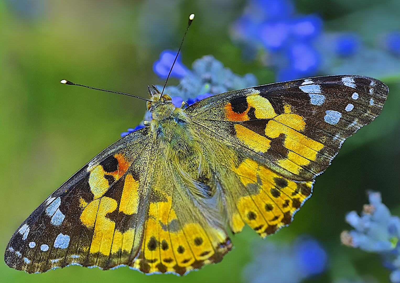 Mariposilla