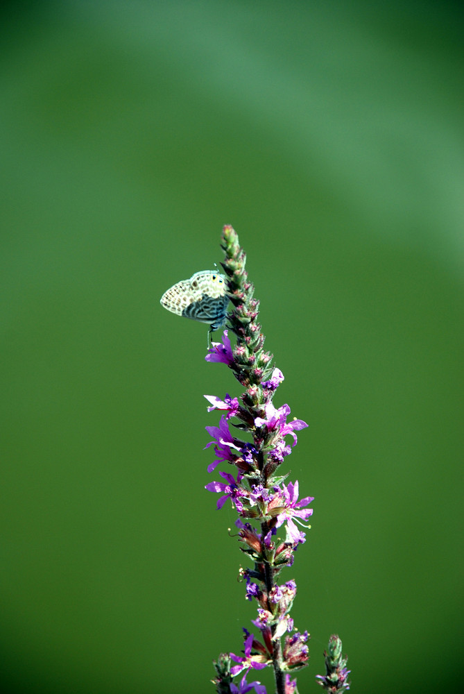 Mariposilla