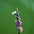 Mariposilla