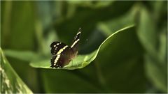 Mariposita