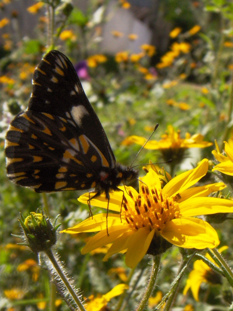 mariposita