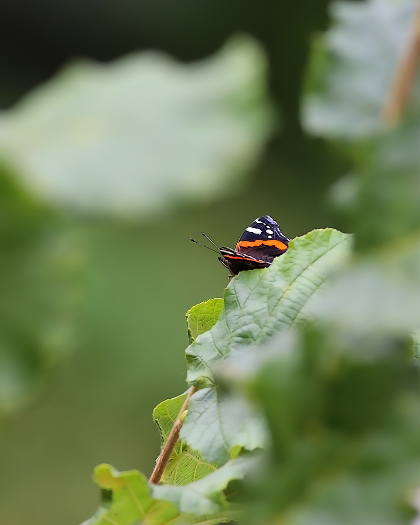 Mariposita