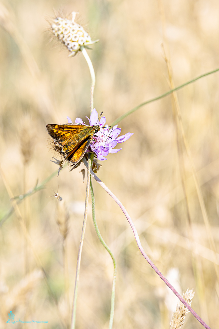 Mariposita