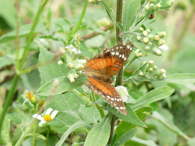 mariposita n.n