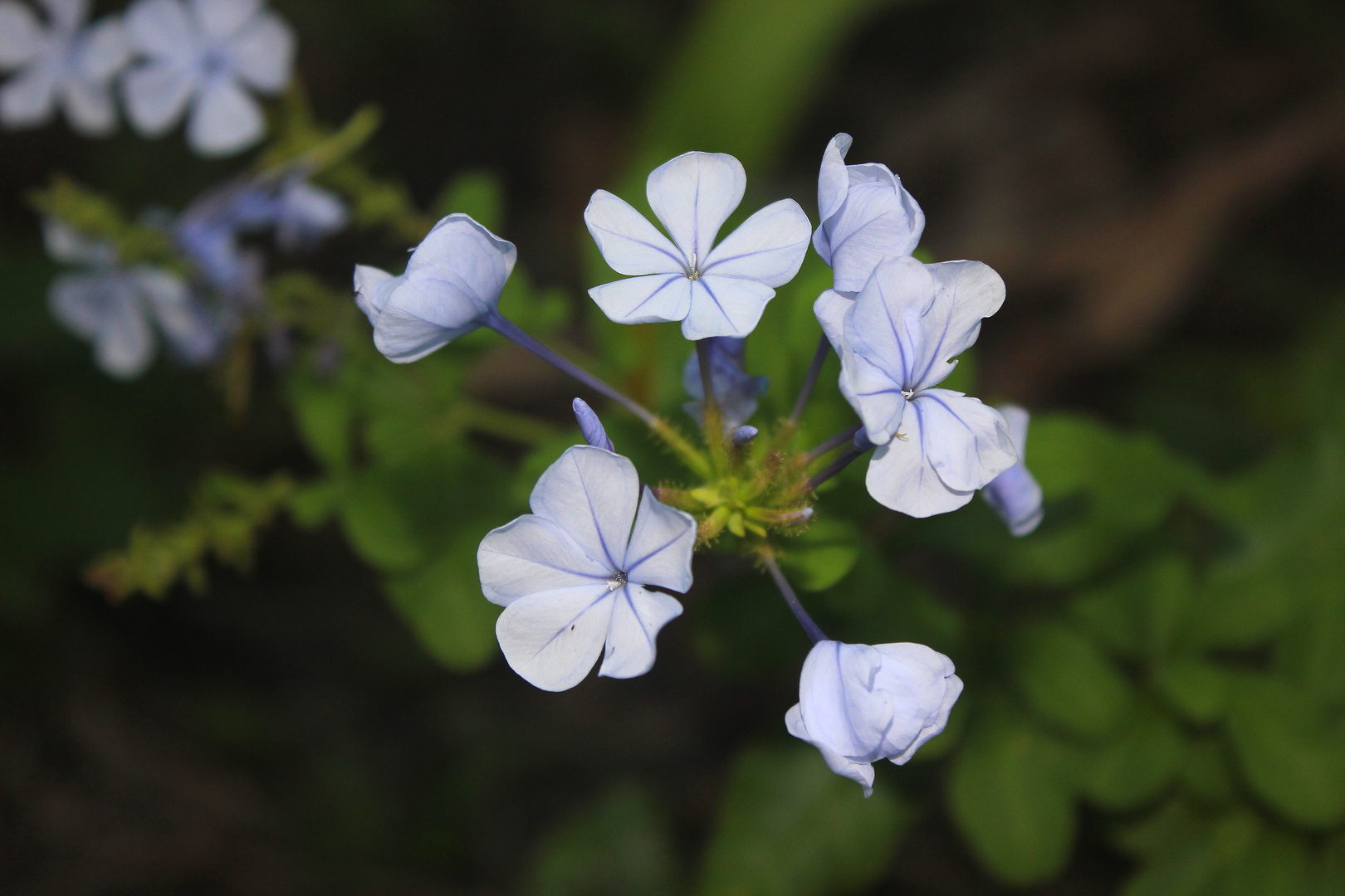 maripositas blancas