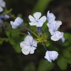 maripositas blancas