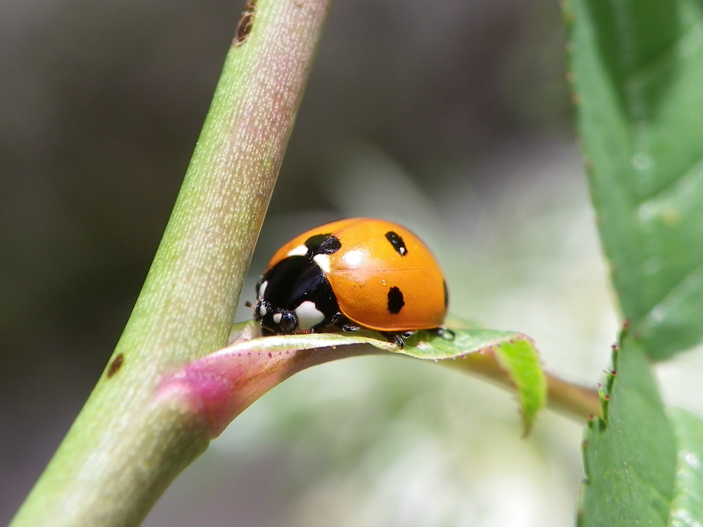 Mariquita