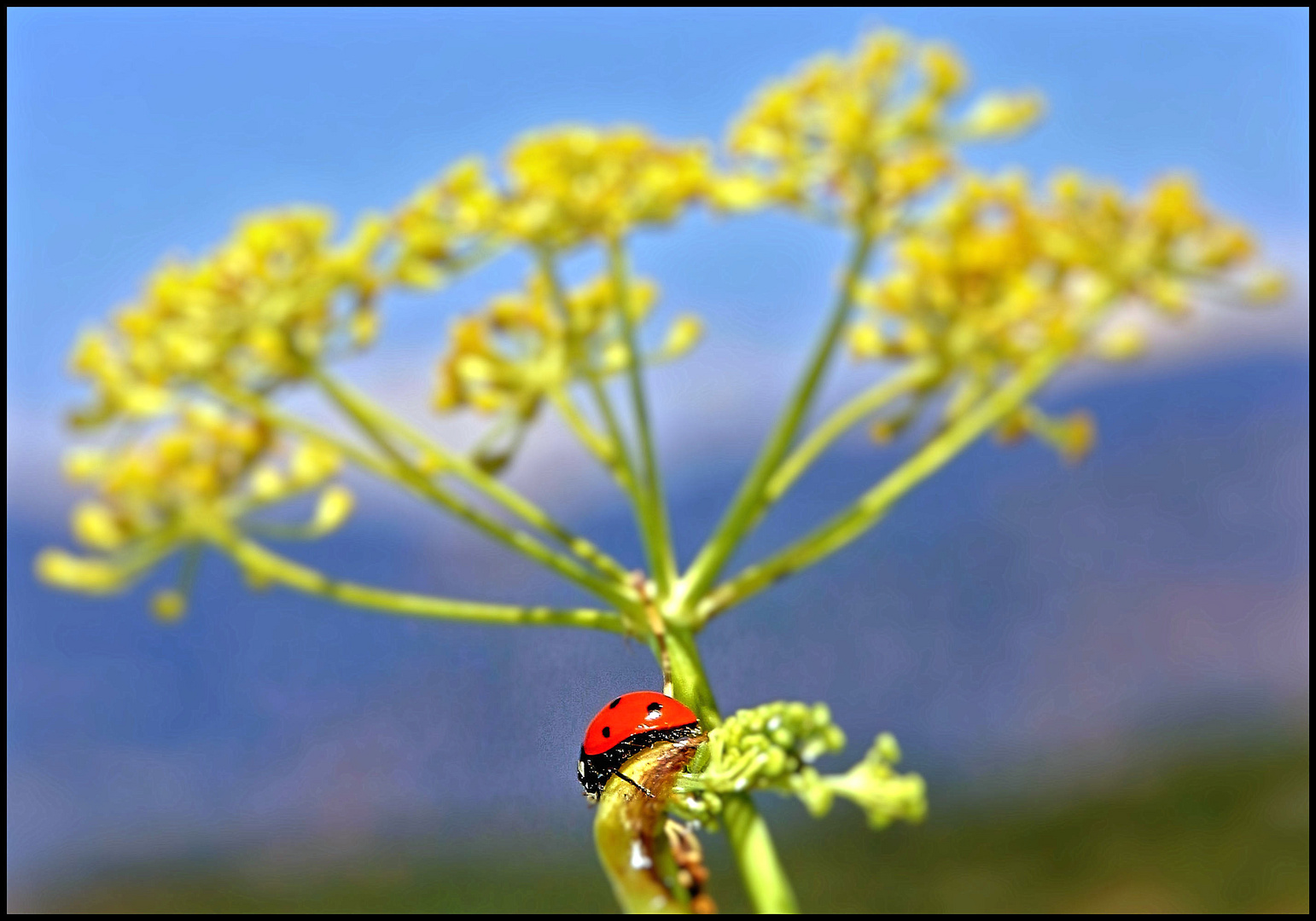 Mariquita