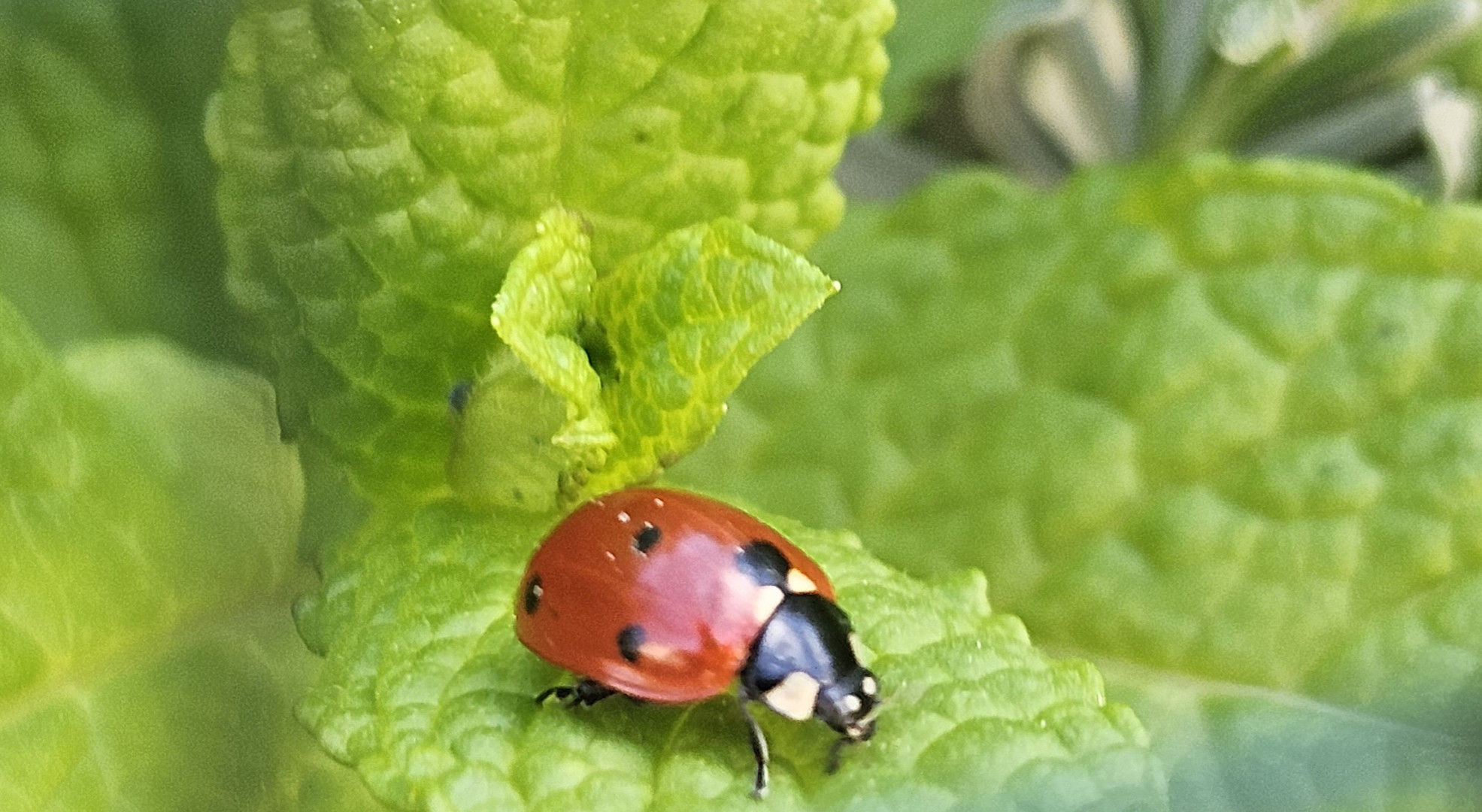 mariquita