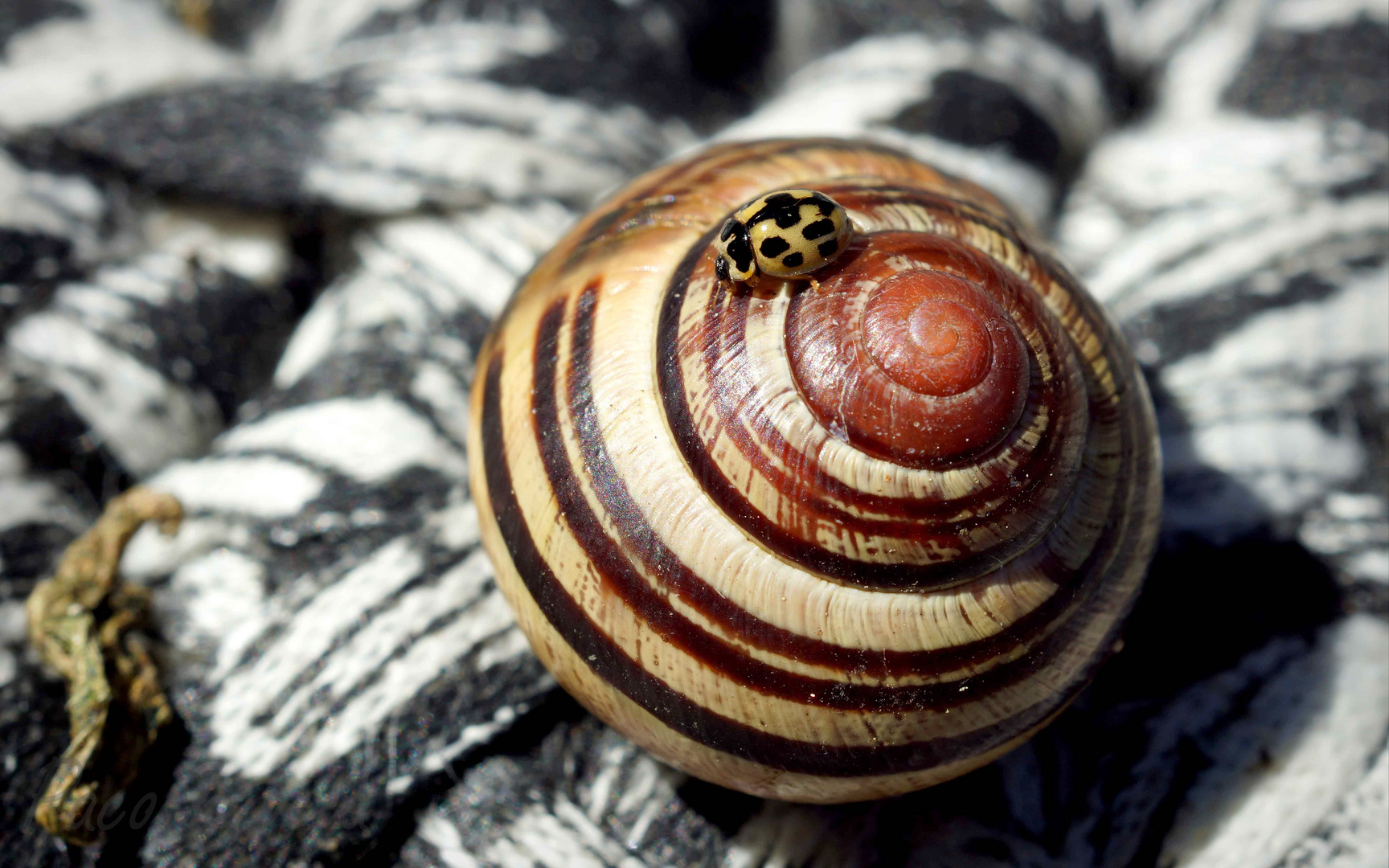 Mariquita a lomos de un Caracol