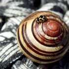 Mariquita a lomos de un Caracol